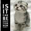 Gallery needs more cats.
