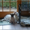 My Dogs